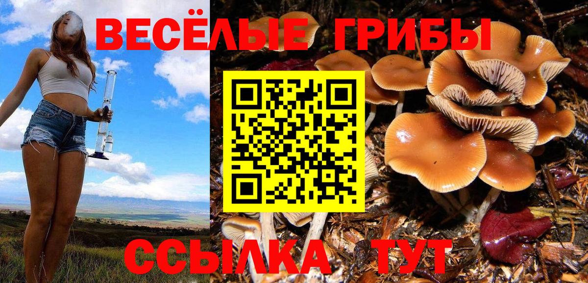 Петровск  Псилоцибиновые грибы Psilocybine cubensis  Вход с VPN 